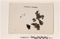 藏品(條袋梅衣)的圖片